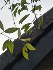 what tree is this one? thanks