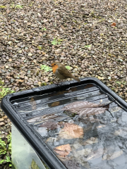 To worry about 'my robin'?