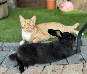 Tales and Tails and NMCs  -  the Excellent Cats March On