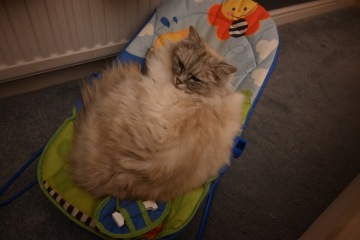 Finding it hard to cope with the grief of losing my beloved boy
