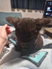 My new curley haired kitten