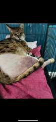 Cat on crate rest