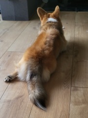 Someone thought my dog was an XL bully