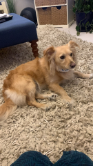 This is my DD’s rescue dog-and here’s the game.