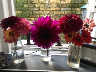 Is anyone ready to be excited about dahlias yet?