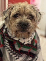 Hirbawi Keffiyeh