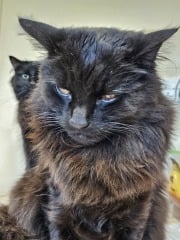 Tales and Tails and NMCs  -  the Excellent Cats March On