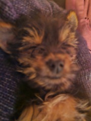Pet photo thread