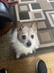 I've never had a dog in my life, but I'm looking at chihuahuas