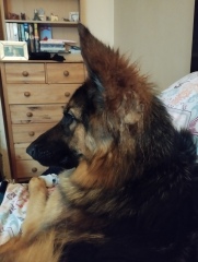 Pet photo thread