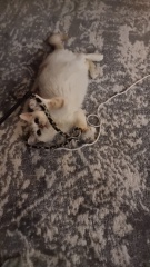 Advice needed for situation with poorly cat