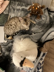 Christmas with the Excellent Cats