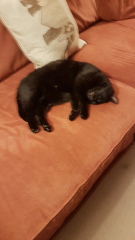 To think my cat has cracked the work life balance totally