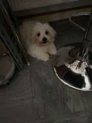 Need help identifying dog!