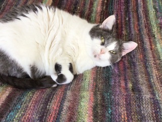 What compliments do you pay your cat?