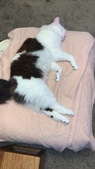 What compliments do you pay your cat?