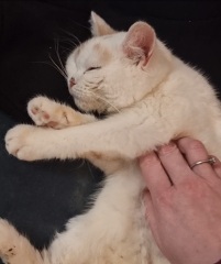 Advice needed for situation with poorly cat
