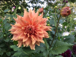 Is anyone ready to be excited about dahlias yet?