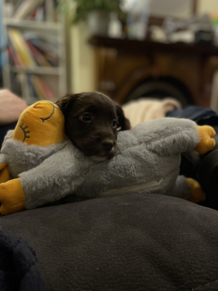 Puppy Survival Thread - for old and new pups heading into winter