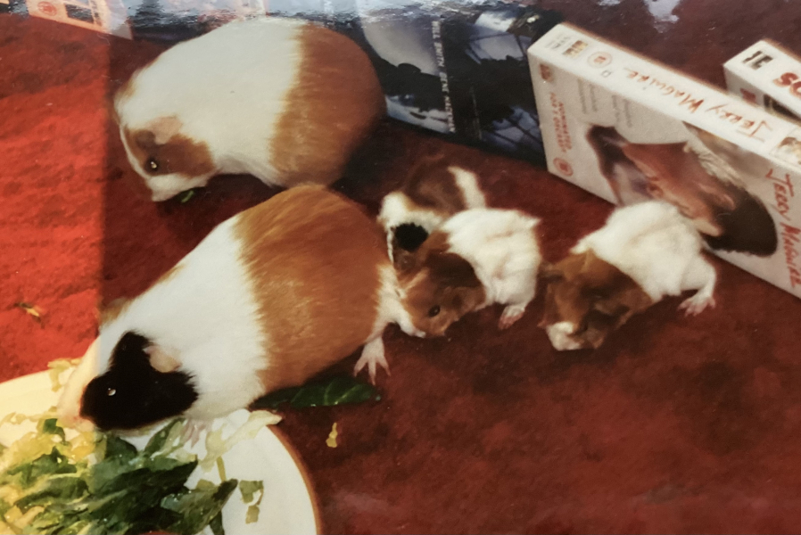 Shit... 99% sure Guinea Pig is pregnant