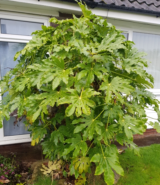 Tips on taming this Fatsia japonica