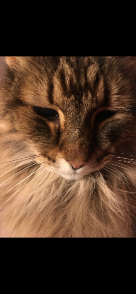 Cancer Support Thread 92 - Christmas Happy Hour at the Patience Inn 7pm tonight 🎄