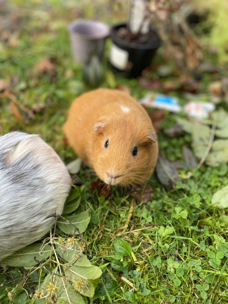 Shit... 99% sure Guinea Pig is pregnant