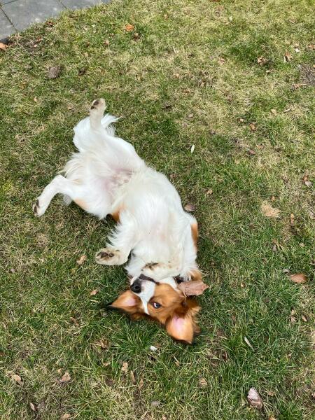 Dog appreciation post