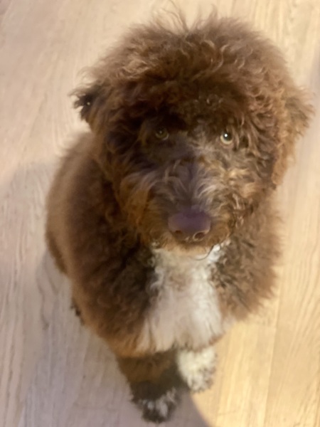 How to relocate puppy’s garden toilet?