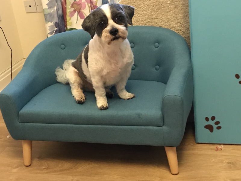 How does your dog react when you sneeze?