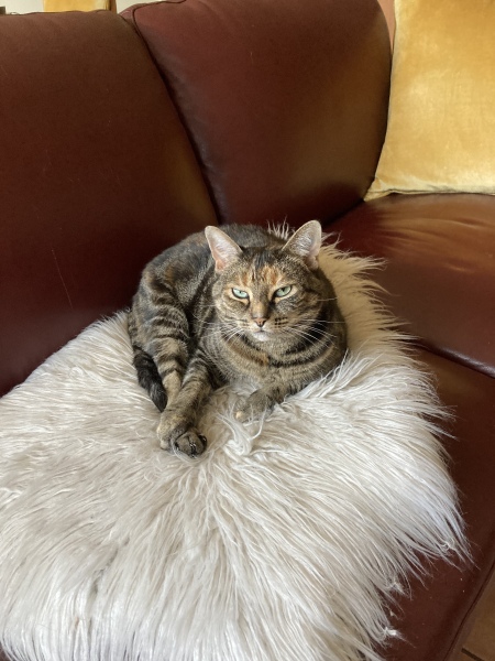 Cats are never sorry