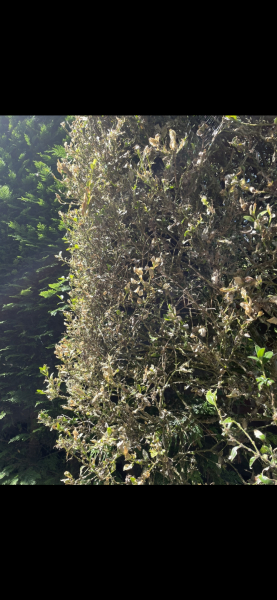 Is our hedge dead/diseased?