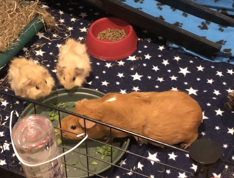 Shit... 99% sure Guinea Pig is pregnant