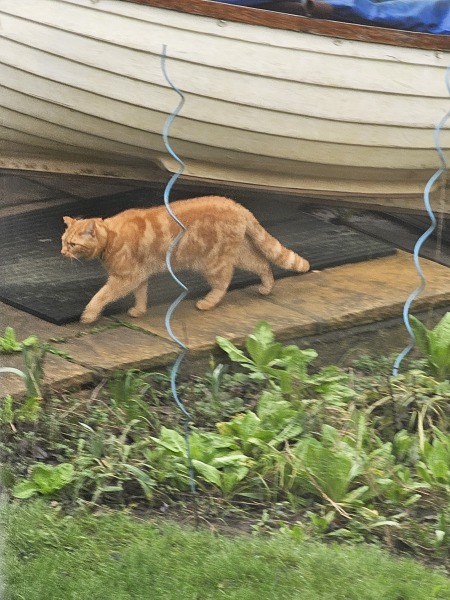 Tales and Tails and NMCs  -  the Excellent Cats March On