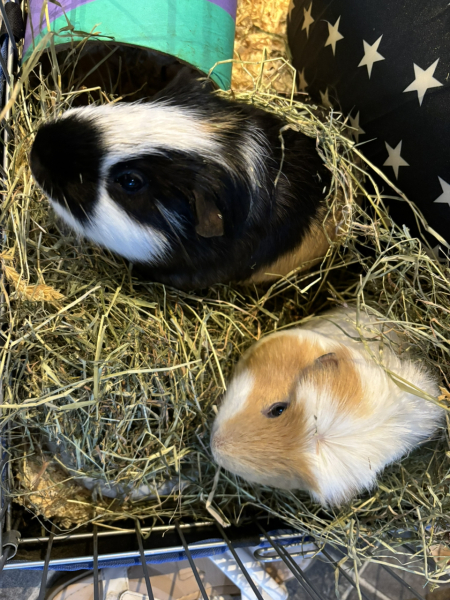 Shit... 99% sure Guinea Pig is pregnant