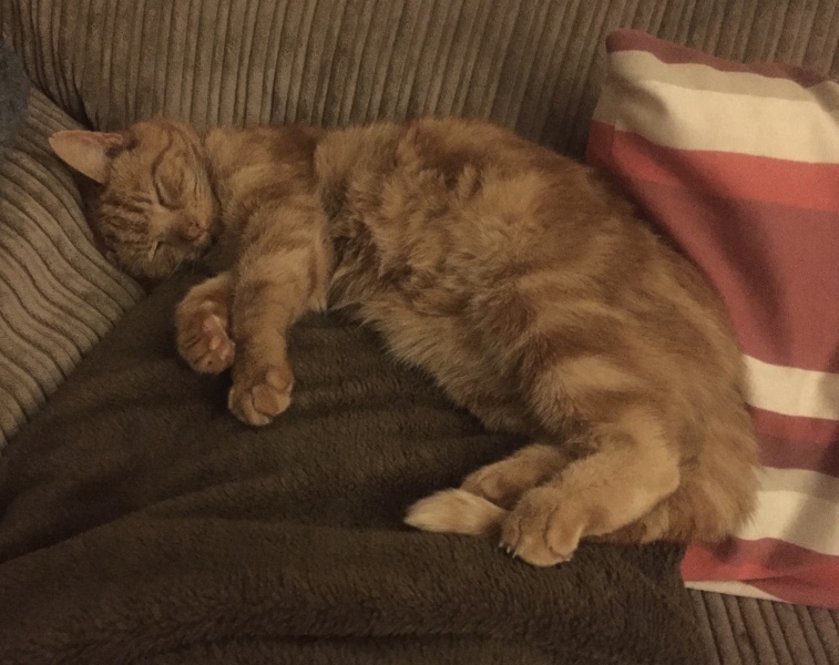 Tales and Tails and NMCs  -  the Excellent Cats March On