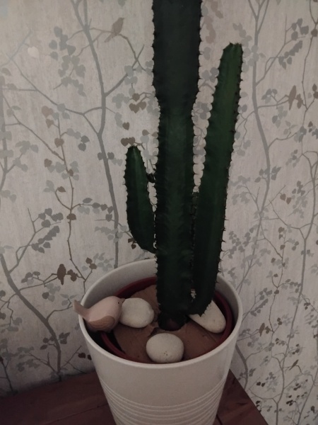 Plants and kittens!