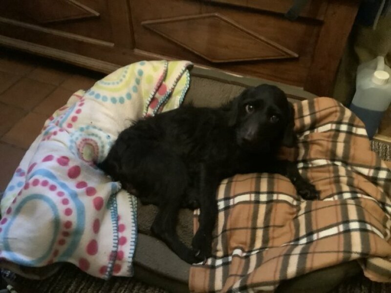 Dog appreciation post