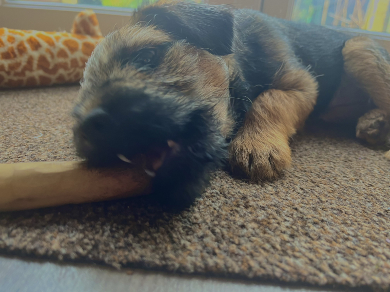 Puppy Survival Thread - for old and new pups heading into winter