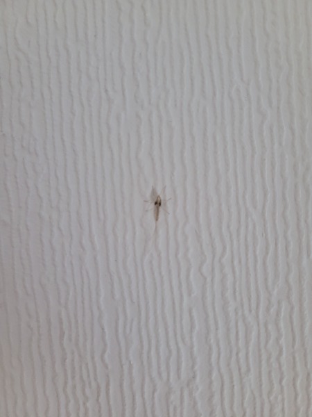 What is this weird bug/fly in my bedroom?
