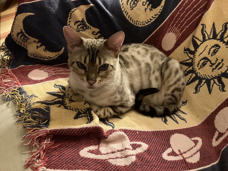 Tales and Tails and NMCs  -  the Excellent Cats March On