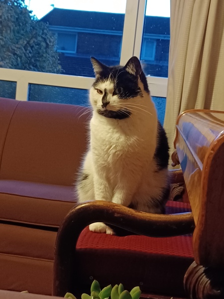 Mouse in the house!