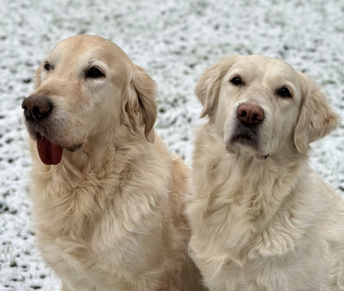 What do I need to know about getting a golden retriever?