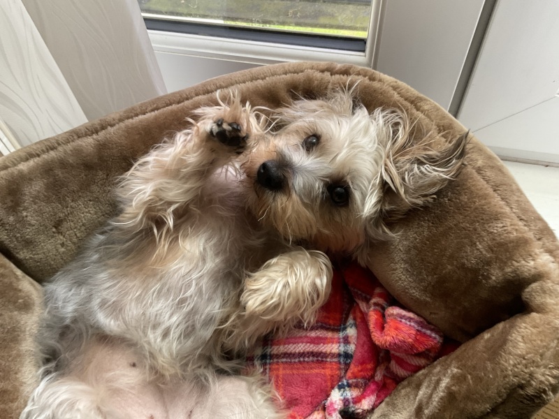 Dog appreciation post