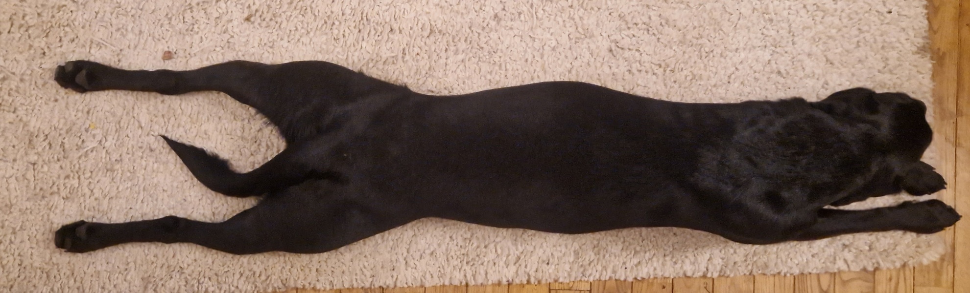 What does your Labrador weigh?