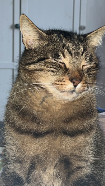 Thug cat part 5 - For he will not do destruction, if he is well-fed, neither will he spit without provocation.