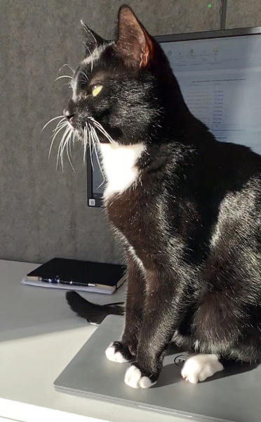 Where did you get your cat/s from?