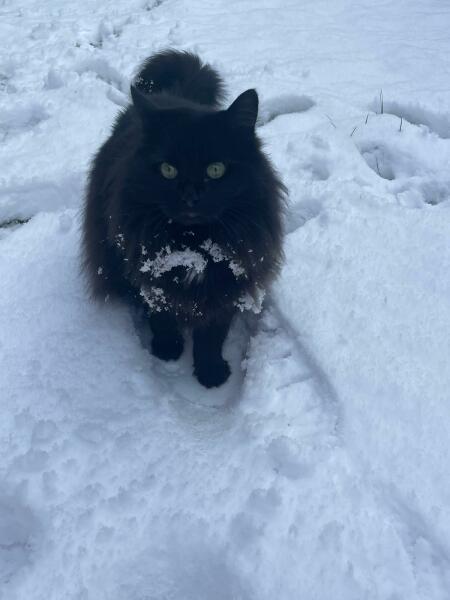 What is the evolution of your cat’s nicknames?
