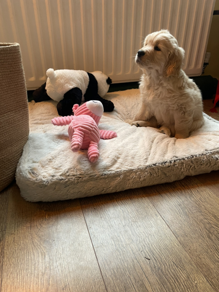 What do I need to know about getting a golden retriever?