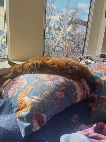 Tales and Tails and NMCs  -  the Excellent Cats March On